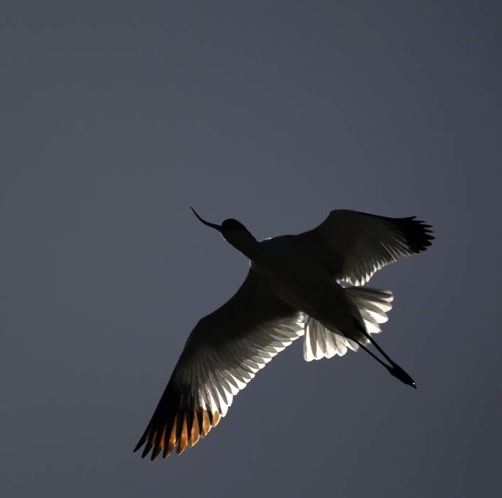 Avocette Elegante